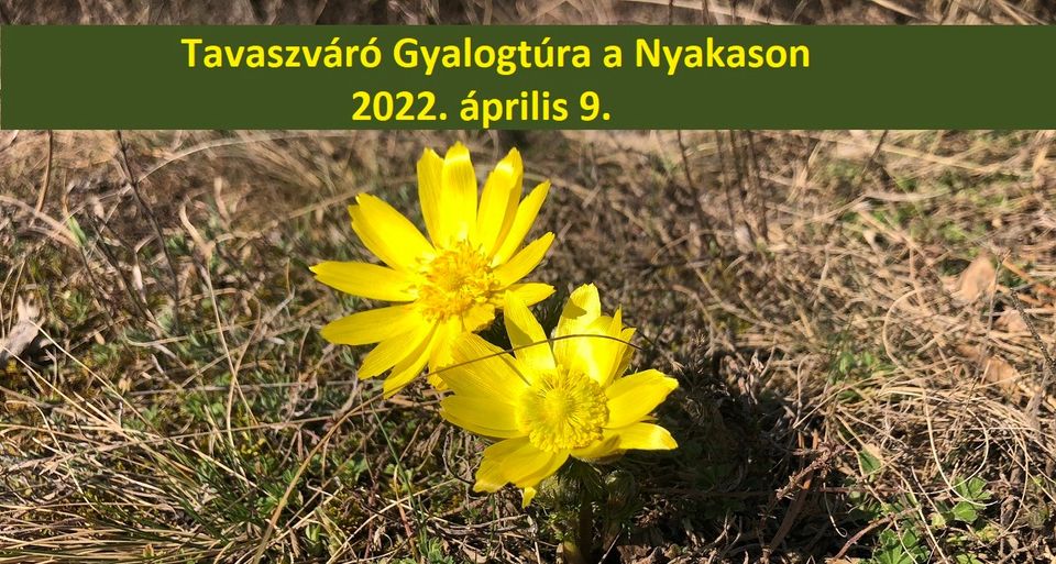 Tavaszváró Gyalogtúra (és futás) a Nyakason (2022-04-09)